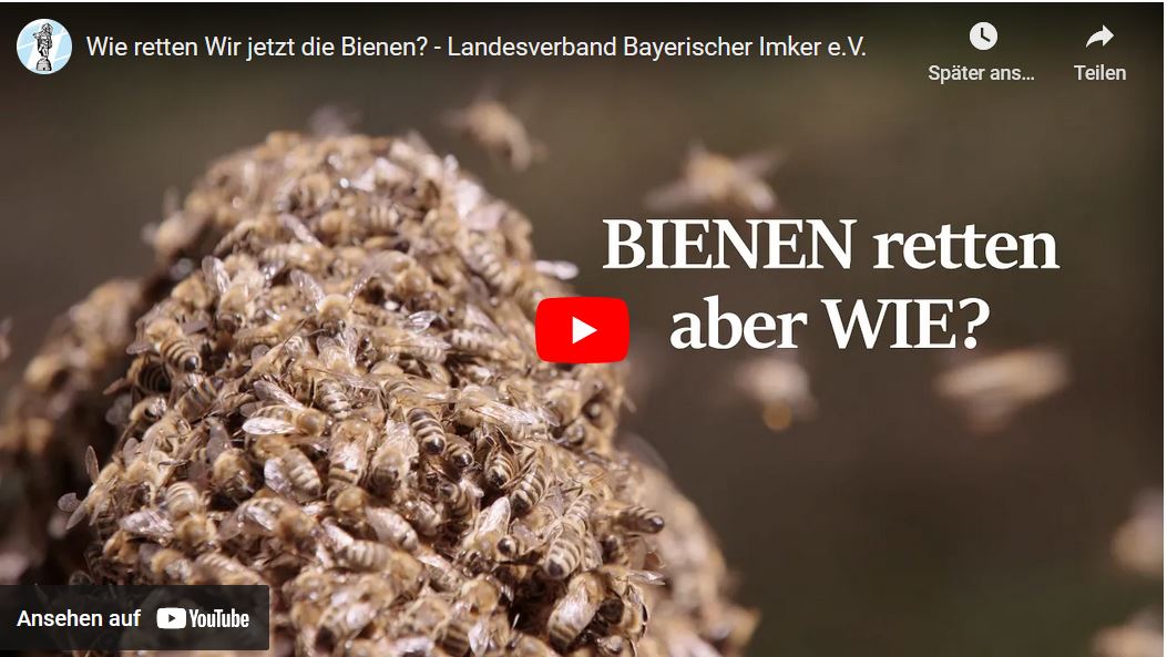 Read more about the article BIENEN retten aber WIE?
